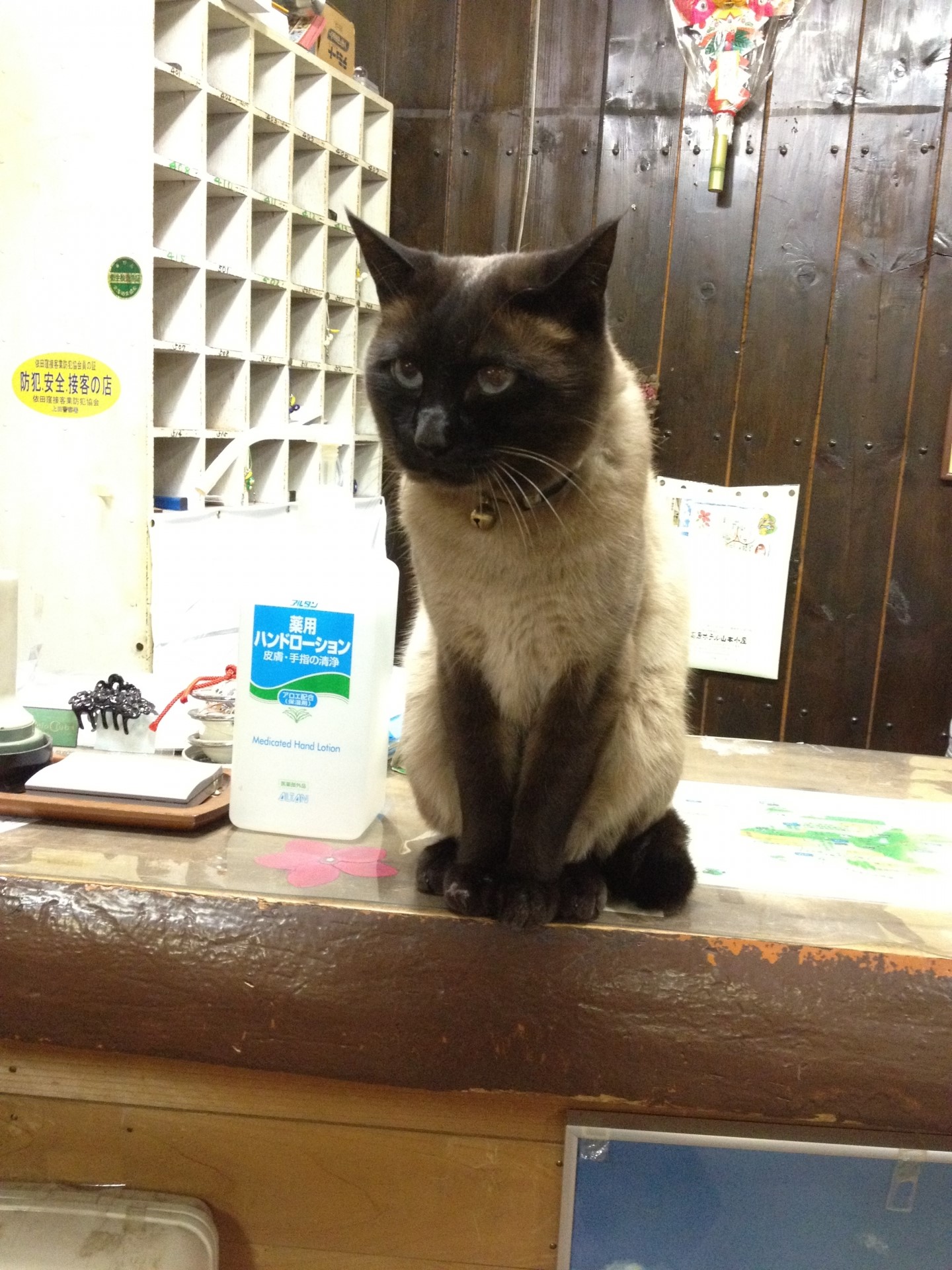 旅館のフロントカウンターに座っている猫の画像。穏やかな雰囲気を醸し出しています。